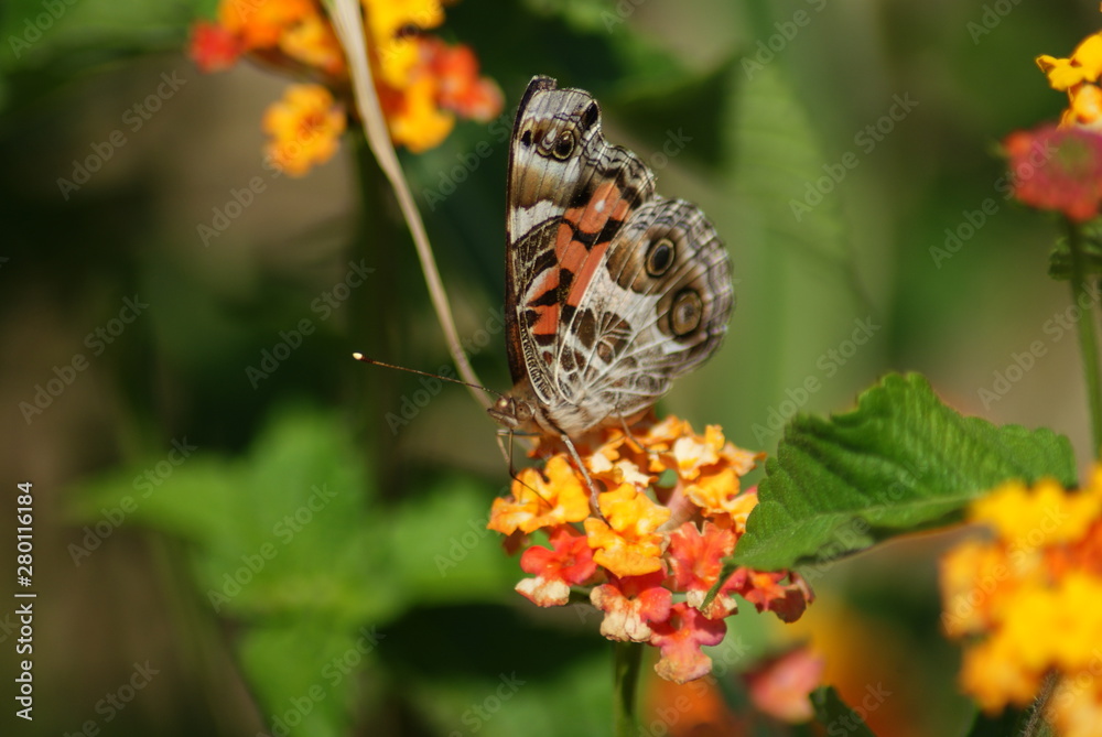 American Lady Butterfly American Lady Butterfly