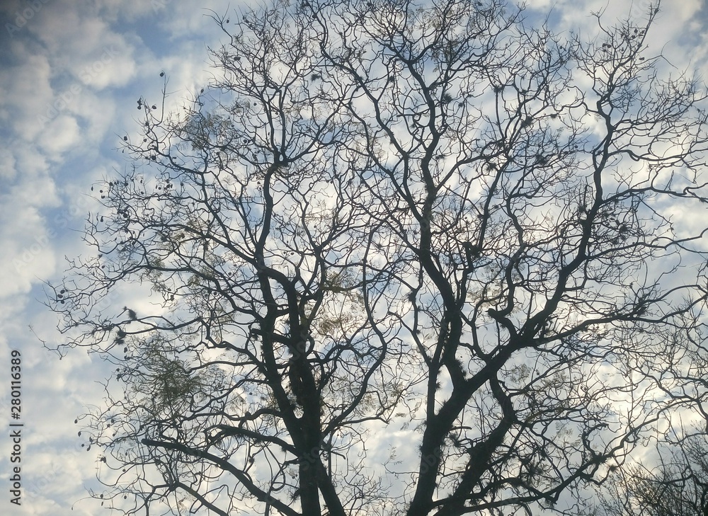 tree in winter tree in winter