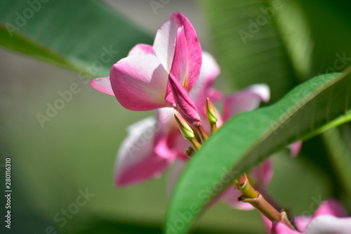 Pink plumeria flowers Planted in the garden Natural and beautiful