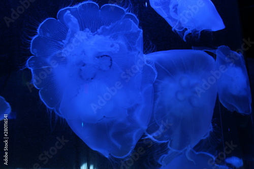 blue jellyfish