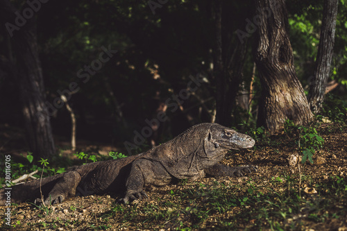 Komodo dragon close-up  scientific name  Varanus komodoensis. Natural habitat. Indonesia  Rinca Island