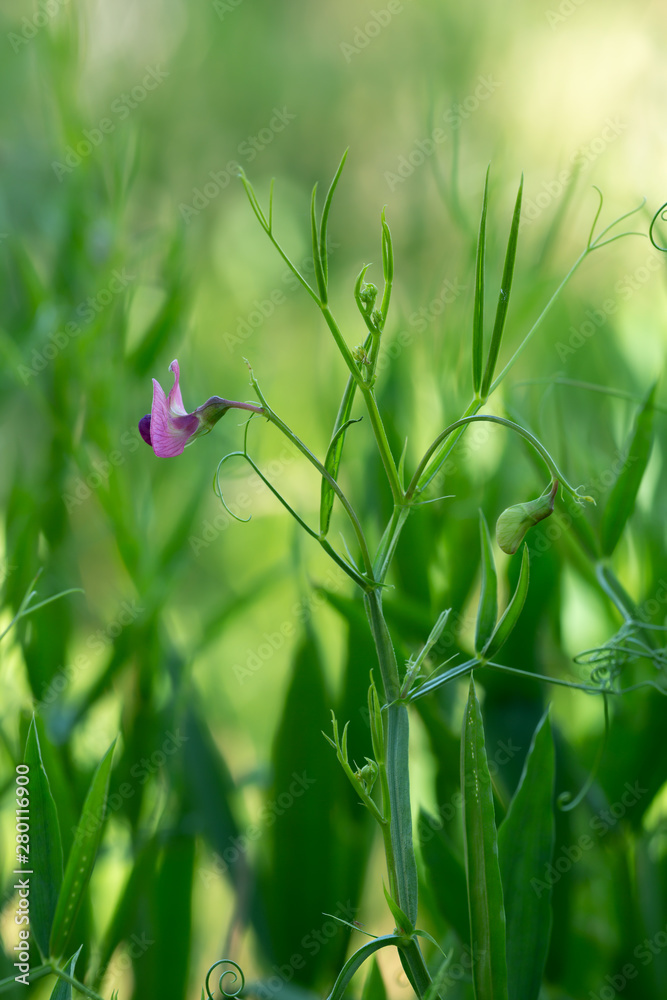 Blooming, Narrow-leaved everlasting-pea, Lathyrus sylvestris Blooming, Narrow-leaved everlasting-pea, Lathyrus sylvestris