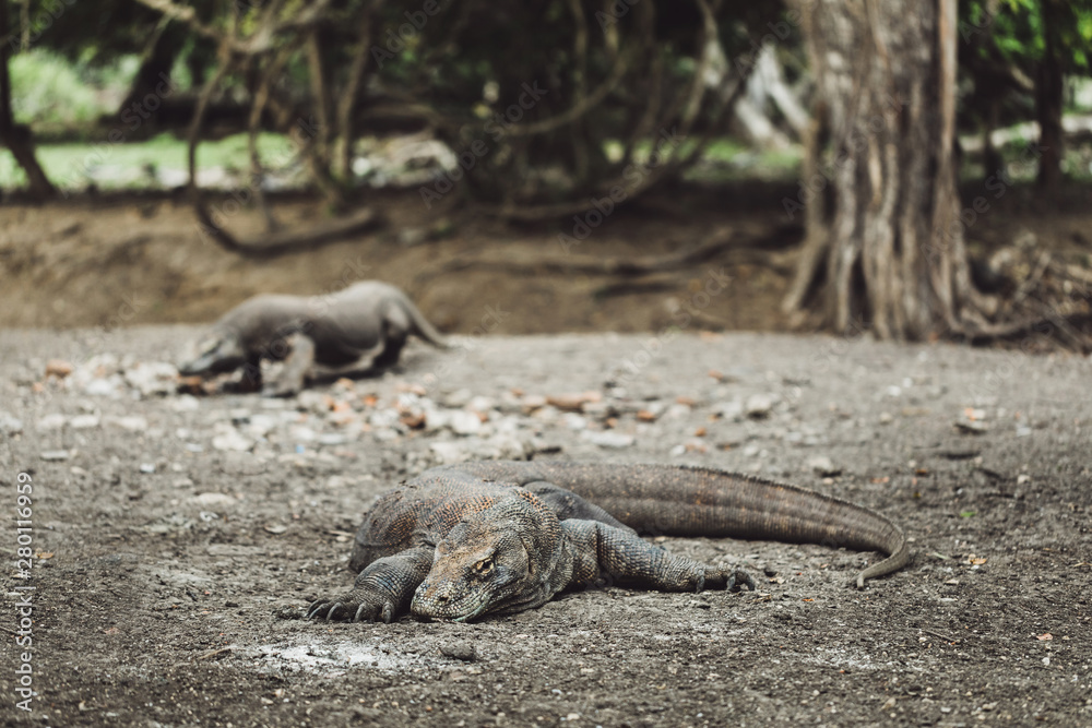Komodo dragon close-up, scientific name: Varanus komodoensis. Natural habitat. Indonesia, Rinca Island Komodo dragon close-up, scientific name: Varanus komodoensis. Natural habitat. Indonesia, Rinca Island
