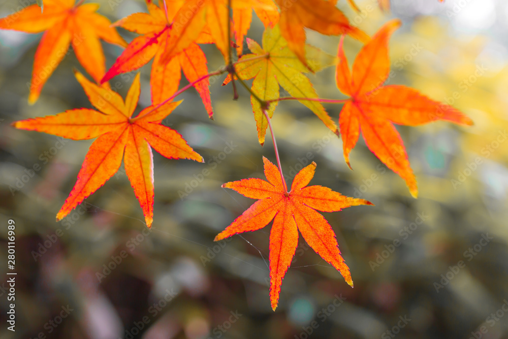 Red maple leaves in autumn season blurred background in Kitakyushu, Fukuoka Prefecture, Japan.shallow focus effect. Red maple leaves in autumn season blurred background in Kitakyushu, Fukuoka Prefecture, Japan.shallow focus effect.
