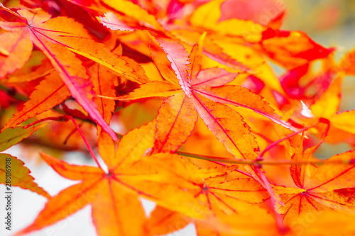 Red maple leaves in autumn season blurred background in  Kitakyushu  Fukuoka Prefecture  Japan.shallow focus effect.