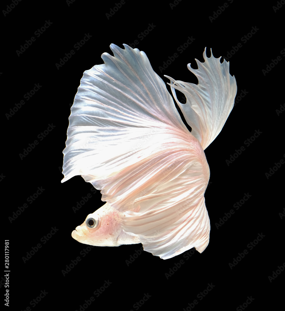 Obraz premium White betta fish are fighting, Siamese fighting fish, Betta fish on black background