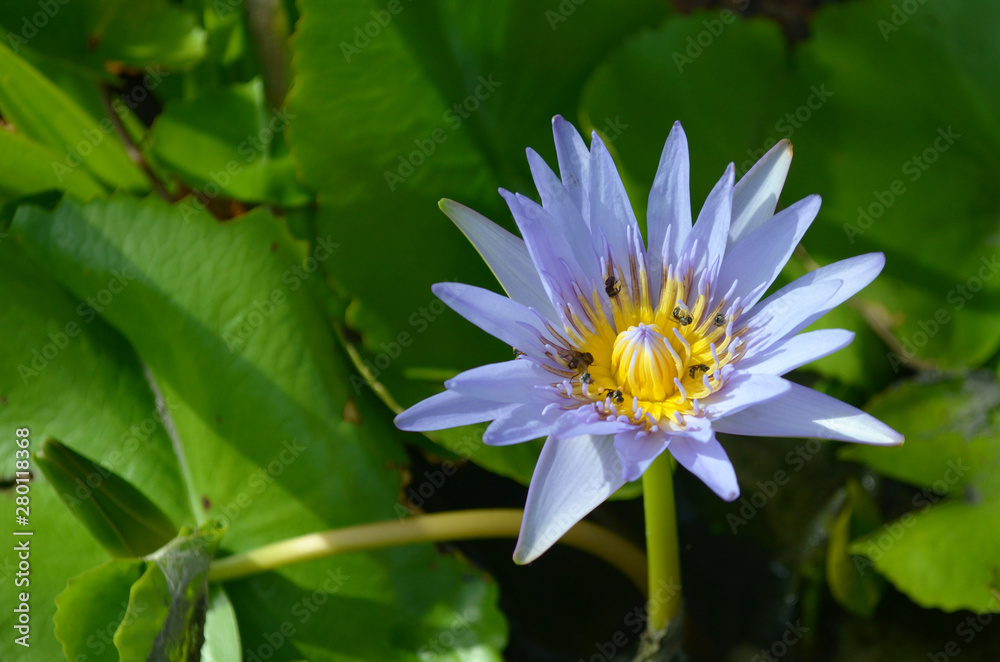 Beautiful purple lotus With swarming insects. Beautiful purple lotus With swarming insects.