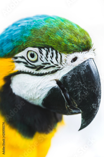 Portrait of blue and yellow ara macaw parrot isolated on white background close up