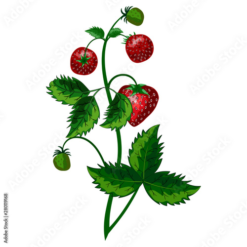 This strawberry vector image features large red strawberries and green one in hanging on a branch.  It is perfect to use as a design element, background, fabric design and more. 