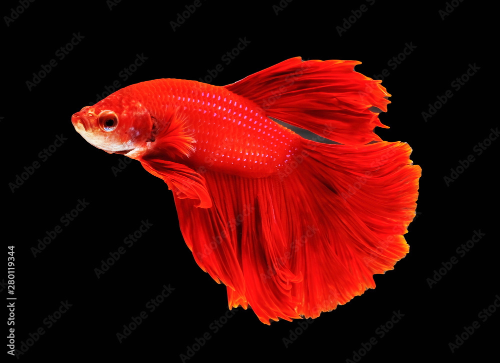 Red (color) betta fish are fighting, Siamese fighting fish, Betta fish on black background Red (color) betta fish are fighting, Siamese fighting fish, Betta fish on black background