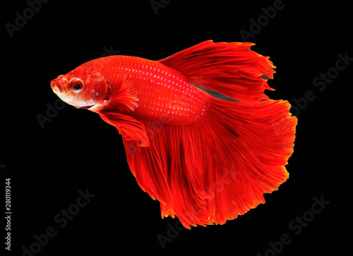 Red (color) betta fish are fighting, Siamese fighting fish, Betta fish on black background
