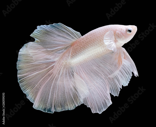 White fighting fish spread tail-feathers, Siamese fighting fish. Betta fish on black background © Tu.kc