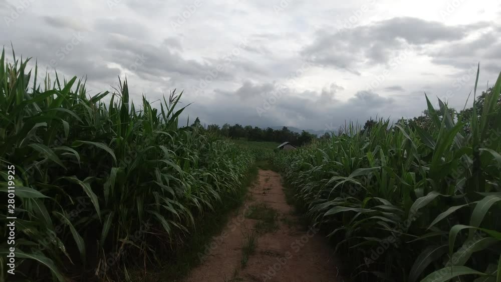 The path in the corn farm at sunset The path in the corn farm at sunset