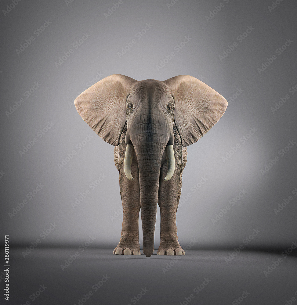 Obraz premium Elephant in a studio