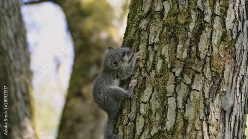 Detail of small grey forest dormouse relaxing on the tree during the day in european forest, protected animal