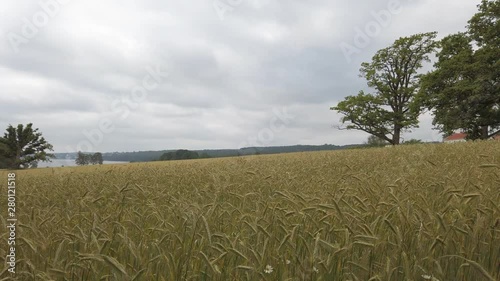 Oats field waving in the wind in Vestfold County, Norway.
Waiting for harwesting. Filmed wide angle photo