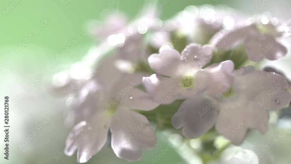 close-up of rainwater on white verbena flowers in the field close-up of rainwater on white verbena flowers in the field