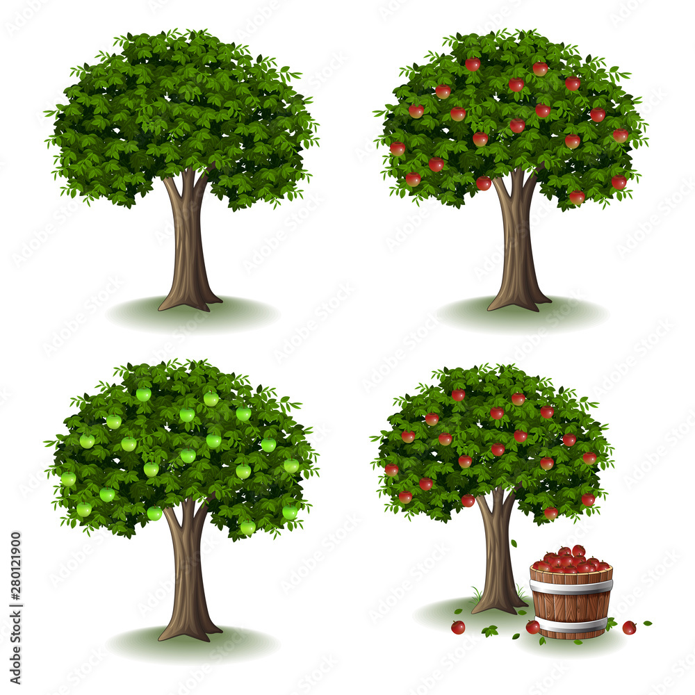 Apple tree illustration collections set