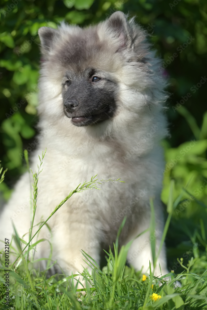 keeshond wolfspitz puppy happy in summer keeshond wolfspitz puppy happy in summer