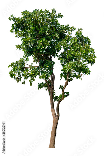 Beautiful fresh green deciduous tree isolated on pure white background for graphic. with clipping path © leaw197340