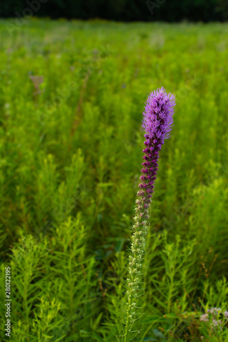 Purple flowering vegetation