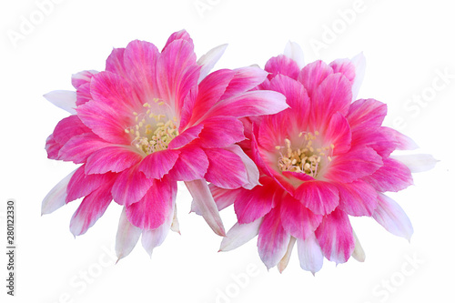 Fototapeta Naklejka Na Ścianę i Meble -  Pink flower of Lobivia cactus with isolated on a white background