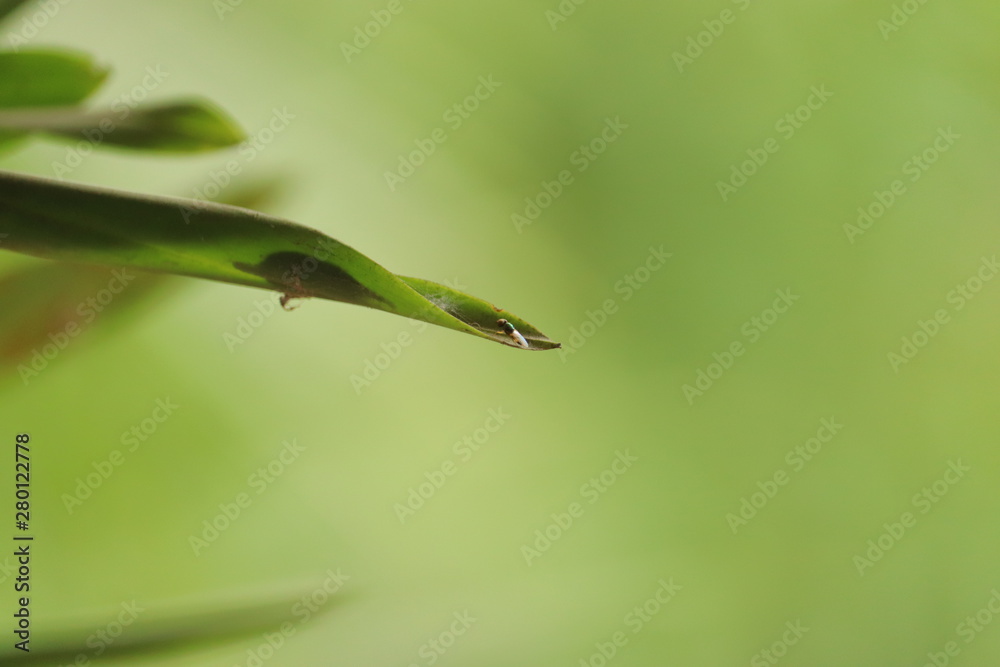 small fly resting on a green leaf