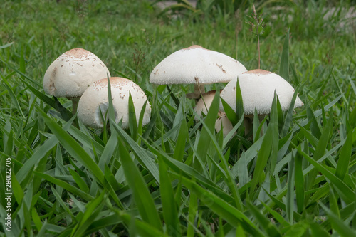 White fungi in grass near Kuranda in Tropical North Queensland, Australia