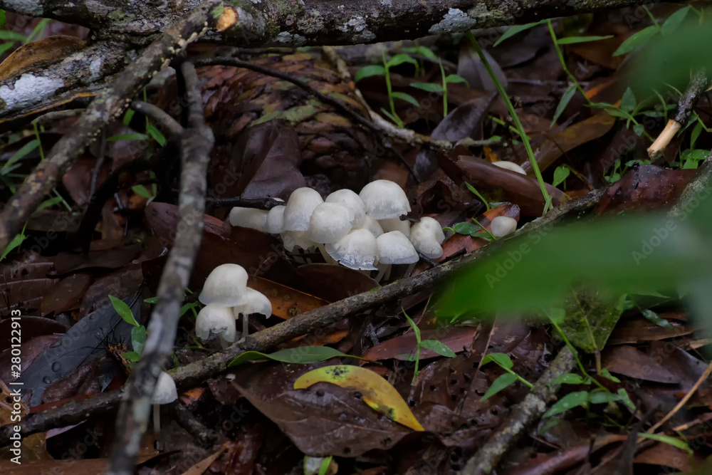 Small white fungi in leaf litter near Kuranda in Tropical North Queensland, Australia