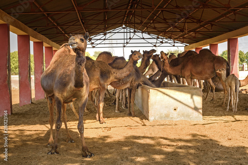 Camels in National Research Centre on Camel. Bikaner. India