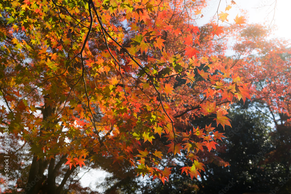 colorful maple leaves in autumn, Kyoto Japan colorful maple leaves in autumn, Kyoto Japan