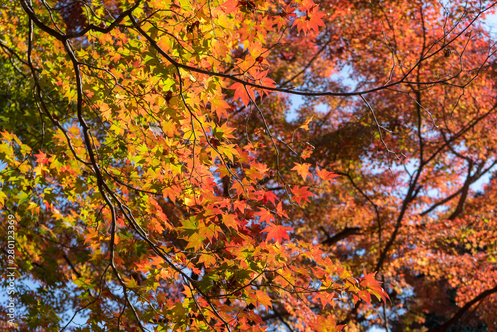 colorful maple leaves in autumn, Kyoto Japan