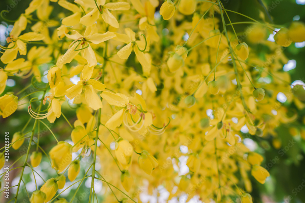 Yellow flowers that are commonly found along various roads, namely the color of Cassia fistula flower or Ratchapruek flowers, sacred trees that have been regarded as Thailand national flower