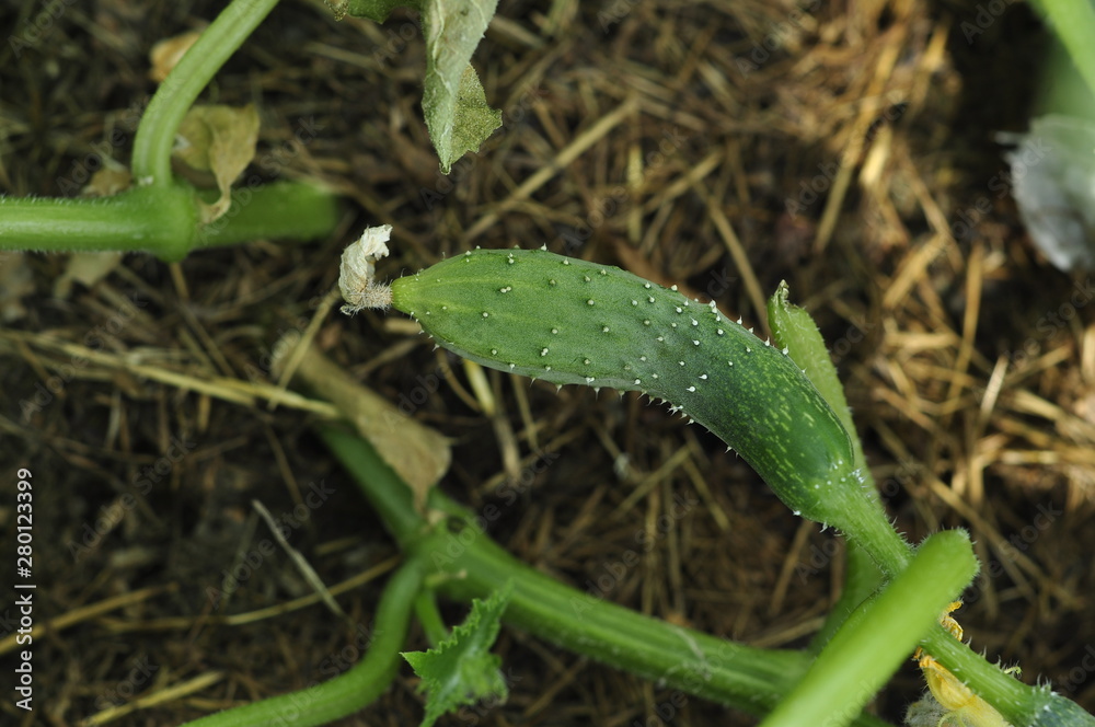 Growing cucumbers on homemade beds are environmentally friendly Growing cucumbers on homemade beds are environmentally friendly