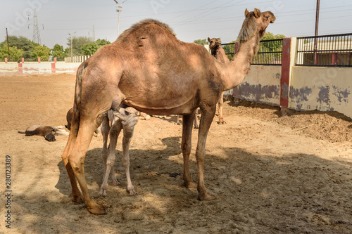 Baby Camel sucks milk from Mother in National Research Centre on Camel. Bikaner. India