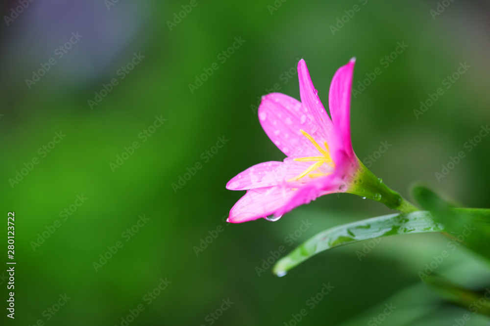 close up of beautiful rain lily flower background.