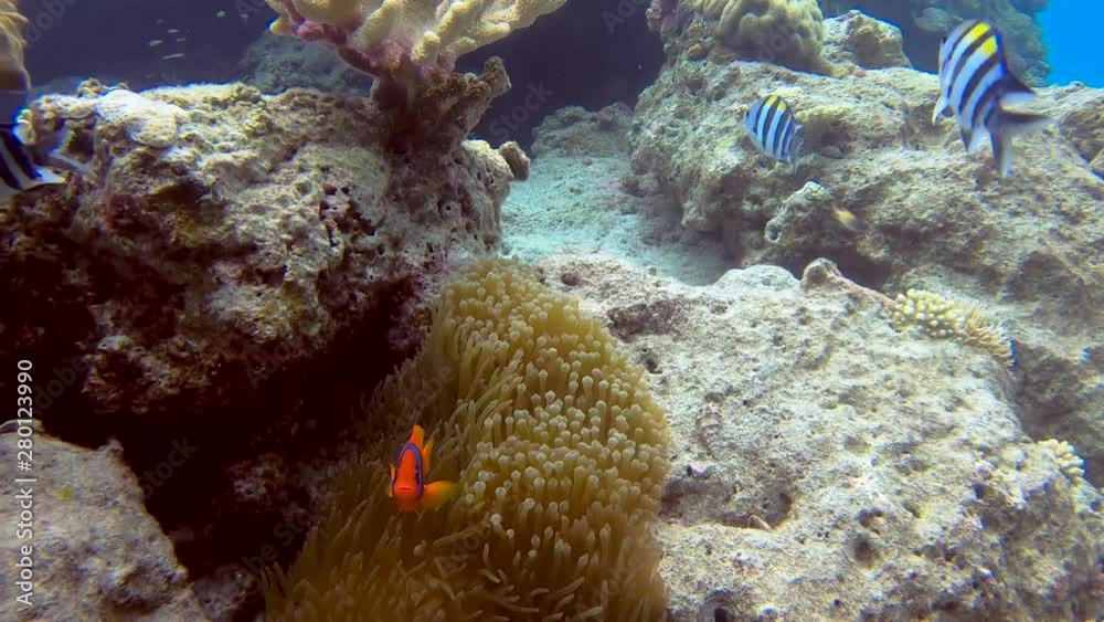 School of Indo-Pacific Sergeant swimming playfully around Tomato Clownfish in wavy coral School of Indo-Pacific Sergeant swimming playfully around Tomato Clownfish in wavy coral