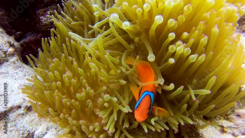 Tracking Shot of Tomato Clownfish Anenomefish Swimming Playfully in Orange Wavy Coral photo