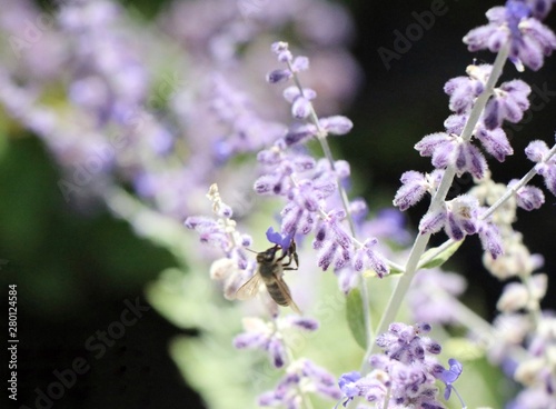 Lavander flower blooming with bee 