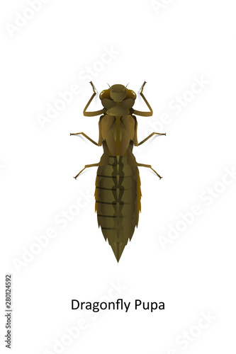 Nymph of dragonfly on white background.Insect Predator and vegetarian.live in water and then adult grow up to ground and air.