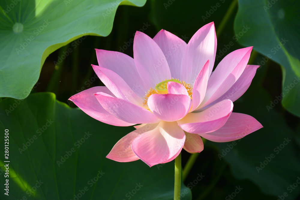 Pink lotus flower 