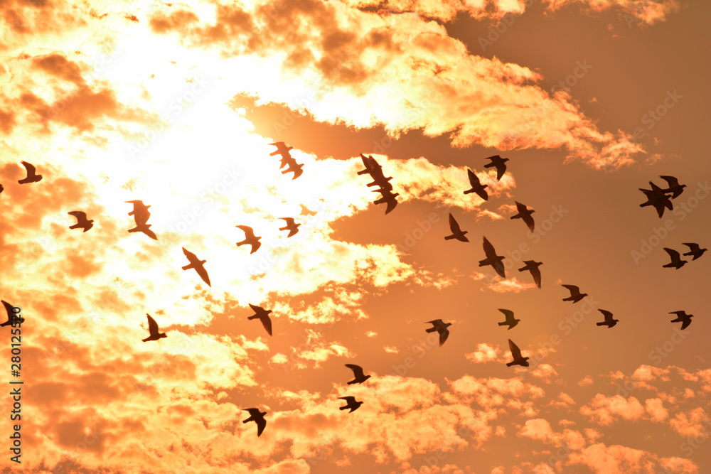 Sunset and flock of birds