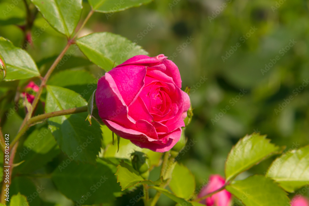 Beautiful pink rose in the summer garden Beautiful pink rose in the summer garden
