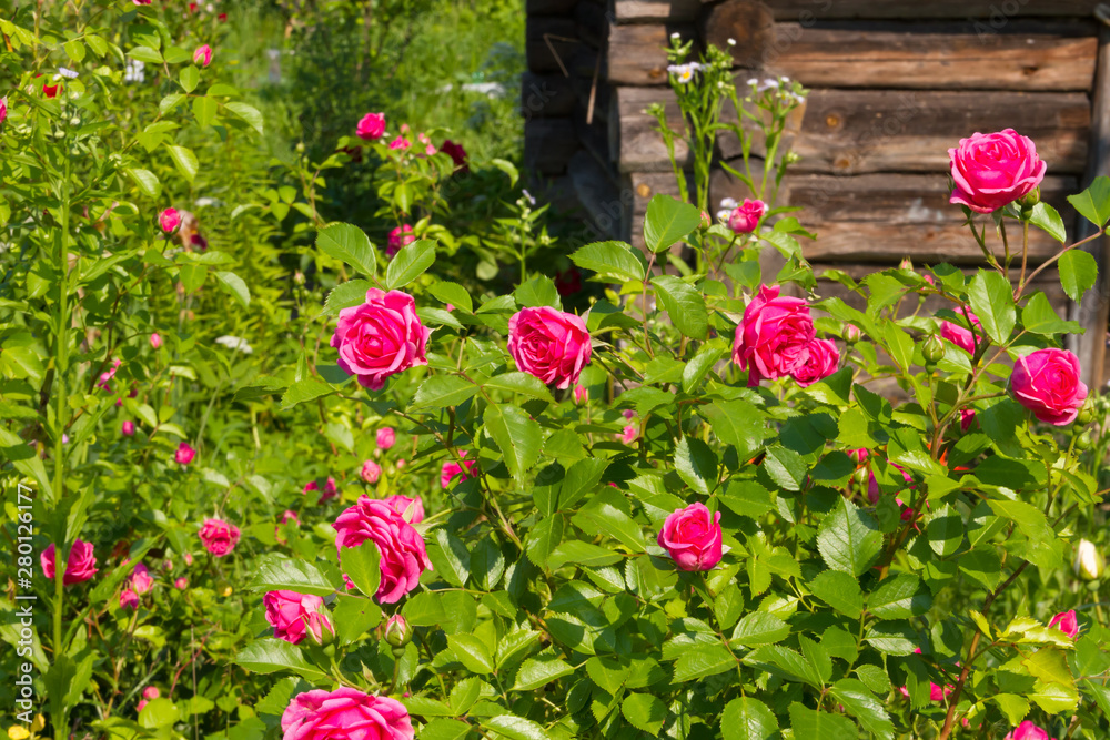 Beautiful pink rose in the summer garden