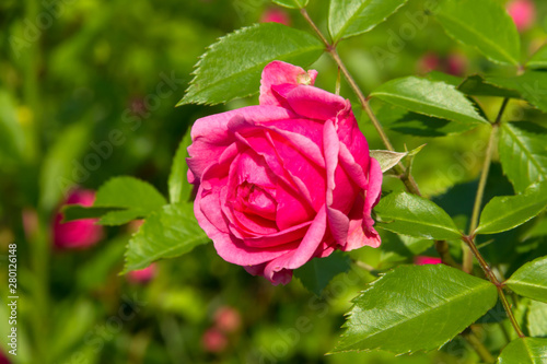 Beautiful pink rose in the summer garden