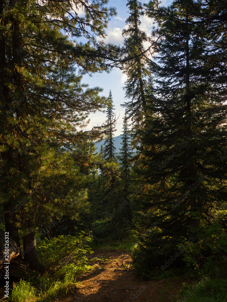 Forest landscape. The path among the firs and cedars in the park Ergaki. Mountains Western Sayan Forest landscape. The path among the firs and cedars in the park Ergaki. Mountains Western Sayan
