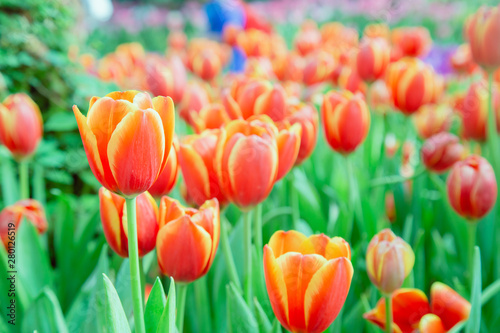 Tulip flowers  in garden nature background