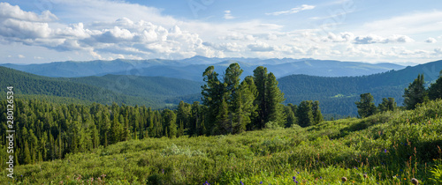 Panorama Las Krajobraz. Cedry syberyjskie na tle gór w parku Ergaki. Góry Sajan Zachodni