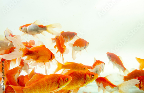 Fish koi gold white background