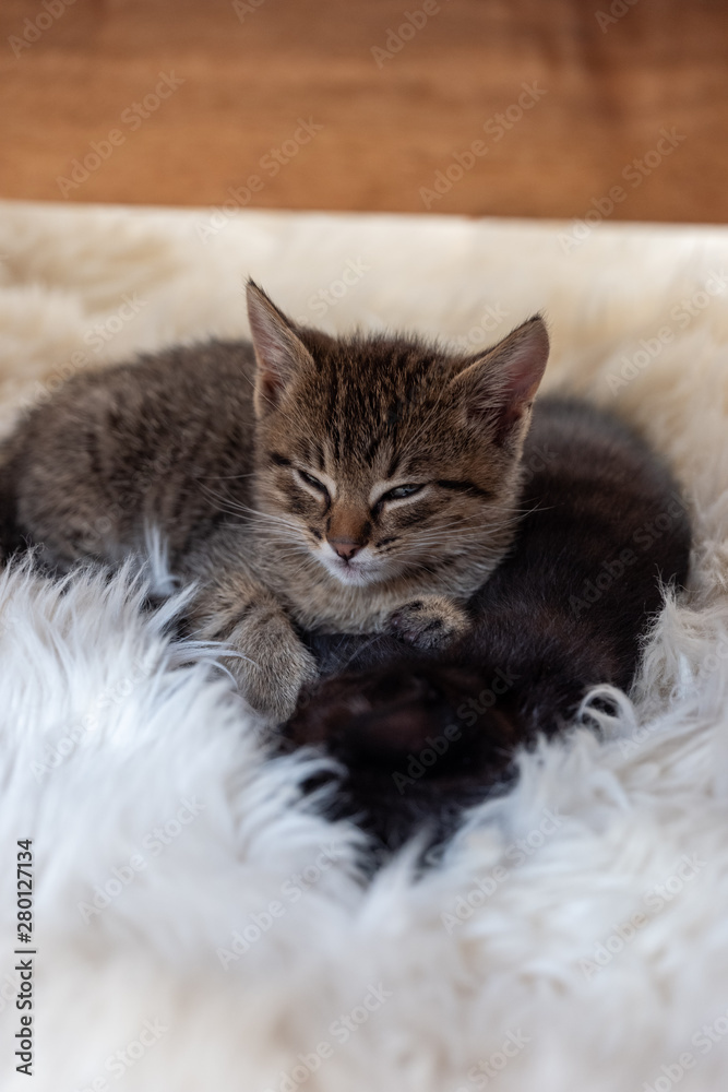 Obraz premium Kittens sleeping